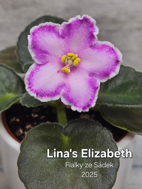 Lina's Elizabeth