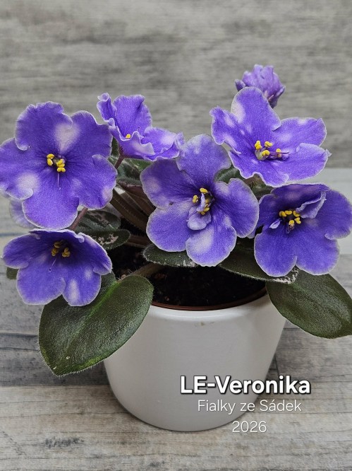LE-Veronika