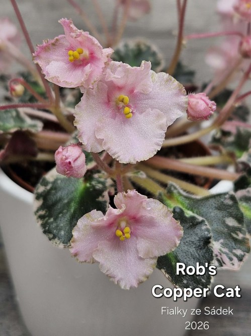 Rob's Copper Cat