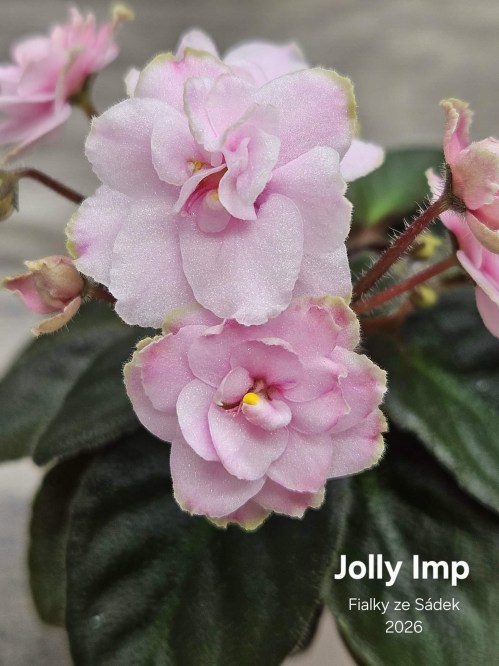Jolly Imp