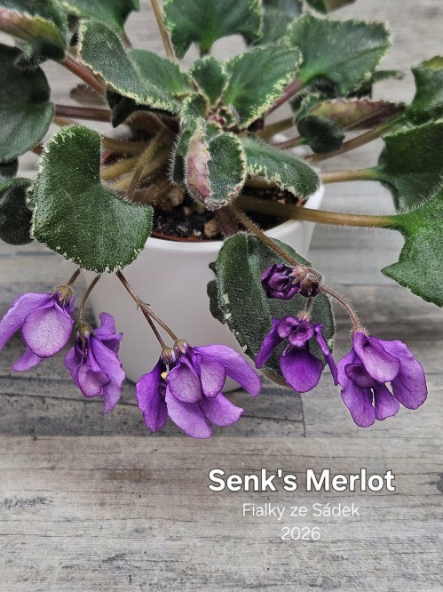 Senk's Merlot