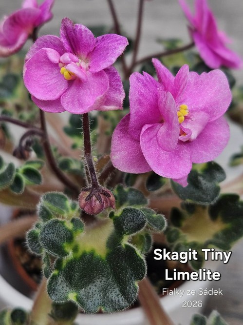 Skagit Tiny Limelite 