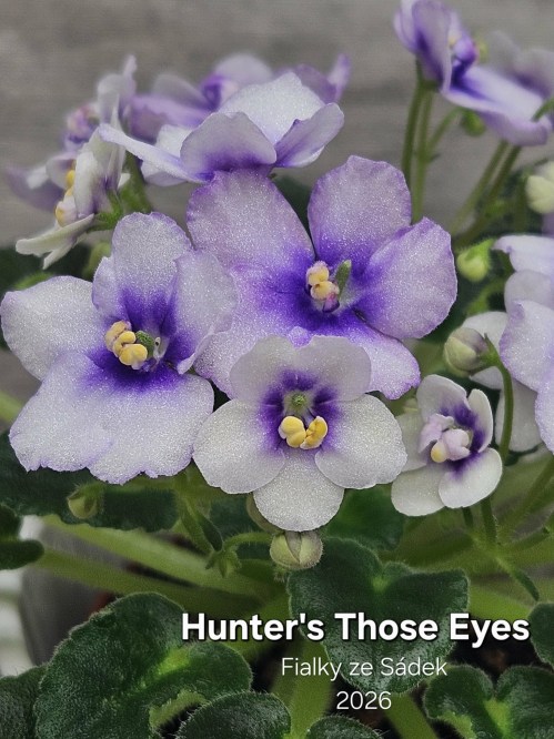 Hunter's Those Eyes