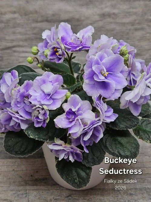Buckeye Seductress