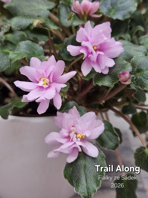 Trail Along