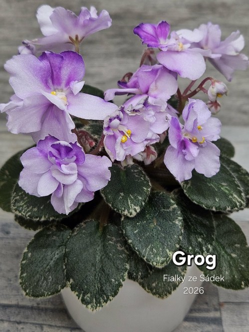 Grog