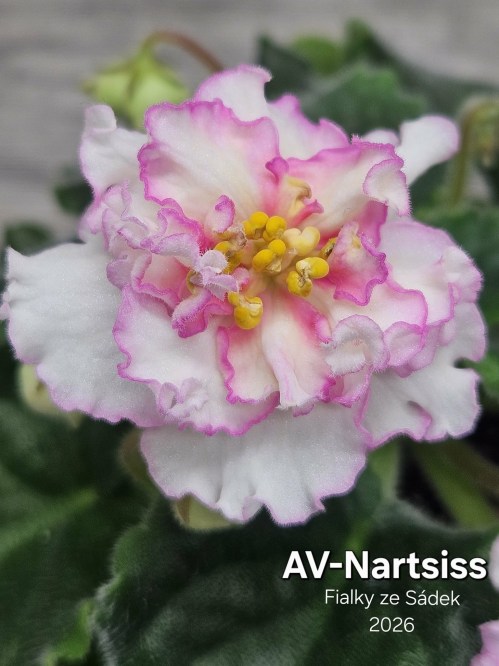 AV-Nartsiss