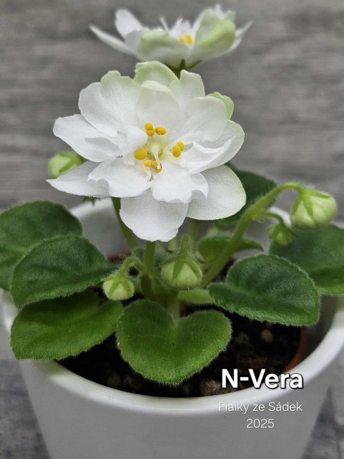 N-Vera