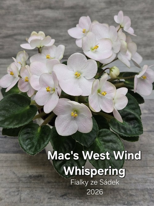 Mac's West Wind Whispering