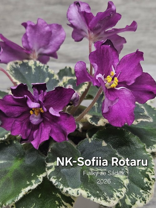 NK-Sofiia Rotaru