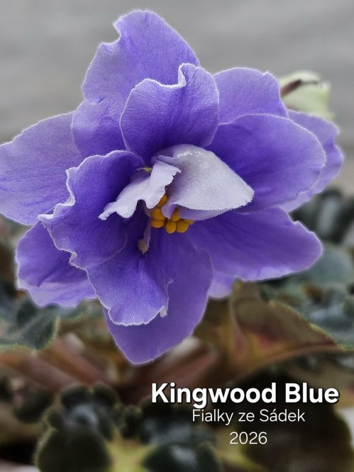 Kingwood Blue