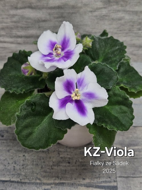 KZ-Viola